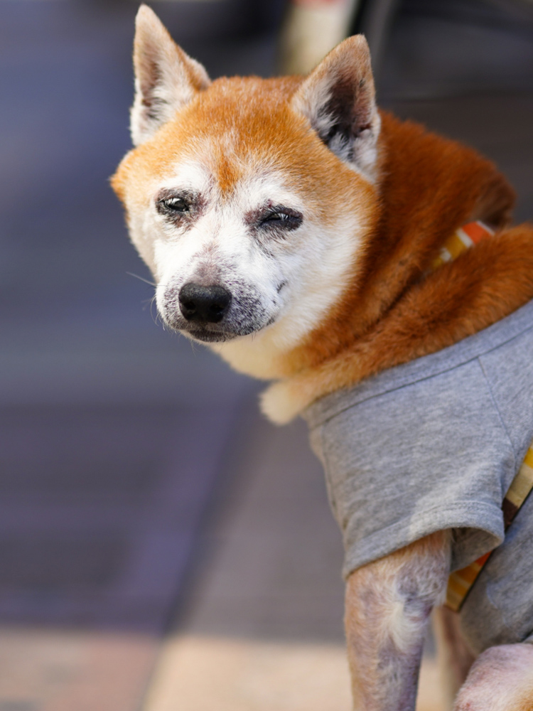 羽島警察犬愛犬大野訓練所 大野町の愛犬 警察犬のしつけ 訓練なら